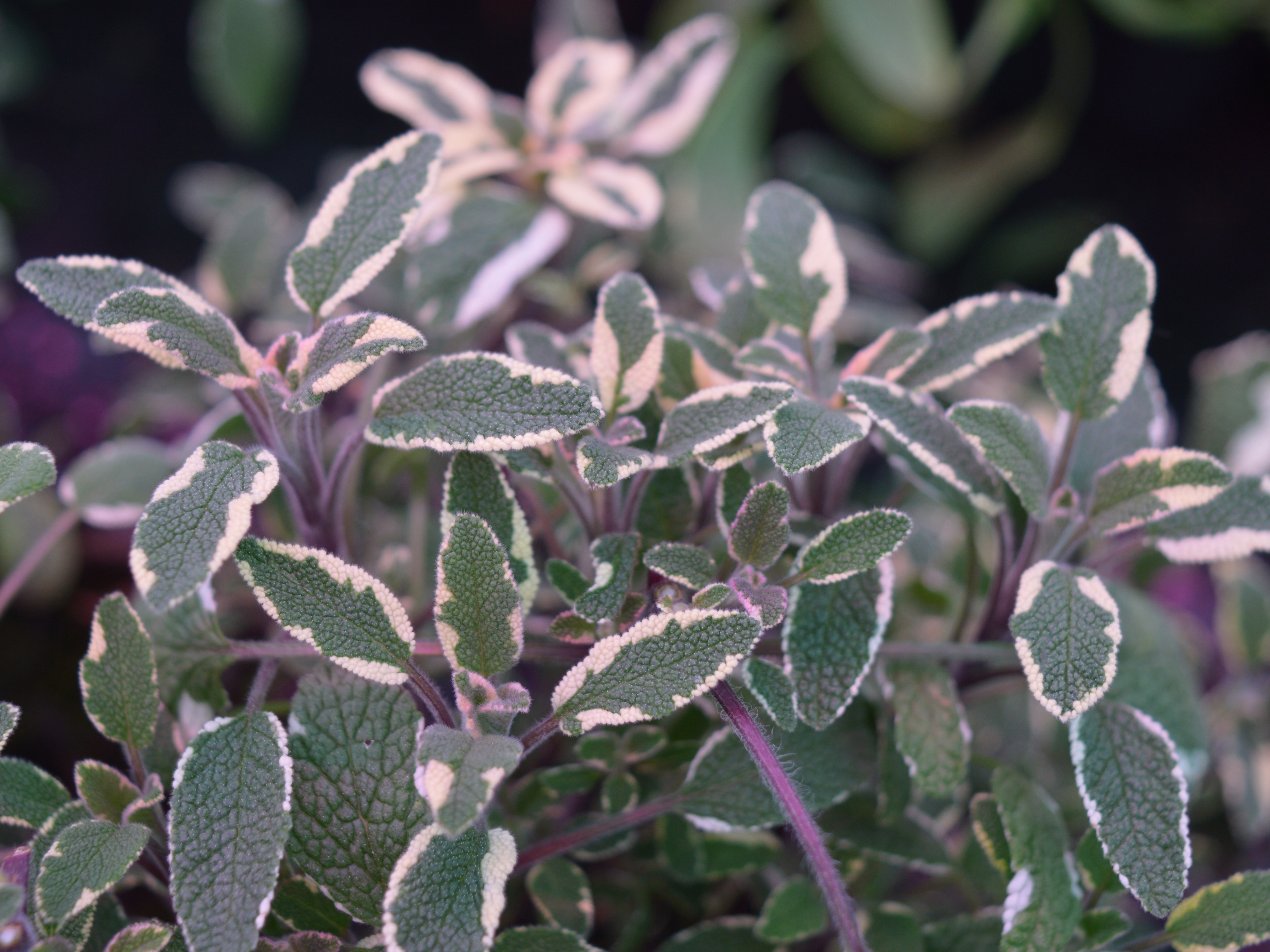 Salvia Tricolour